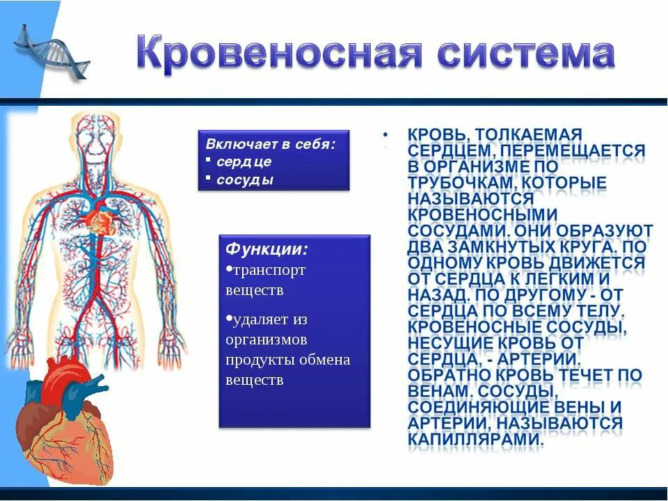 Схема строения кровеносной системы человека биология 8 класс. Кровеносная система человека схема сердце. Строение кровеносной системы системы. Влияние физических упражнений на дыхательную систему. Строение кровеносной системы.