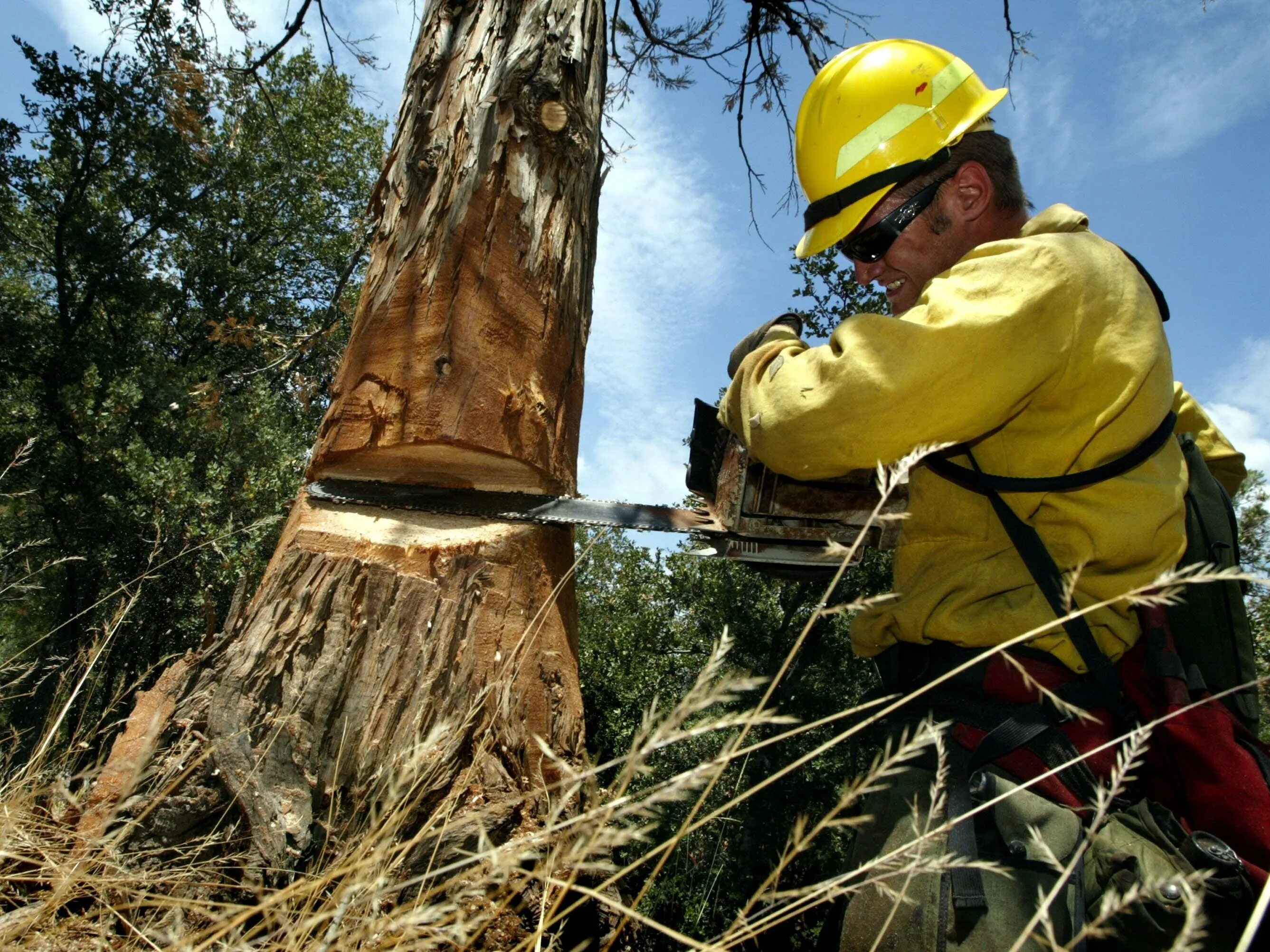 Cut down forest. Cut down Trees. Cut down Forests. Пилара дерево. Logging workers.