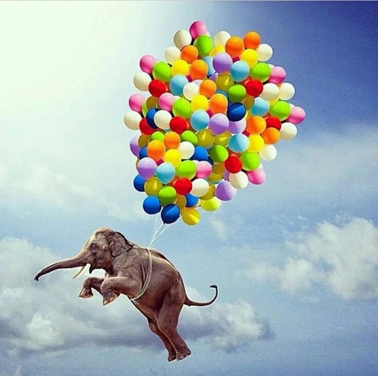 Happy elephant. Счастливый Слоненок. Радостный слон. Радостный Слоник. Счастливый слон картинка.