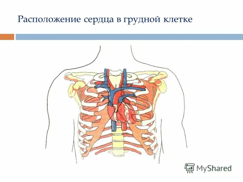Расположение клеток по кругу Таблица строение эукариотической клетки 10 класс с рисунком