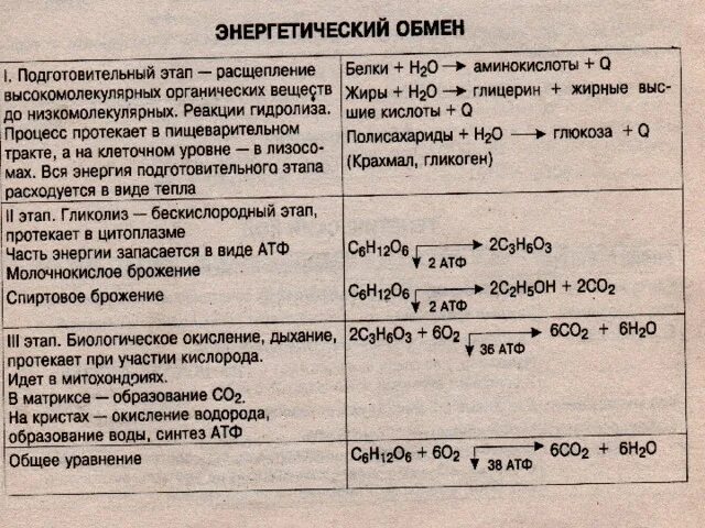 Подготовительный этап энергетического обмена схема. Этапы энергетического обмена ЕГЭ биология. Формула кислородного этапа энергетического обмена. Этапы энергетического обмена формулы.