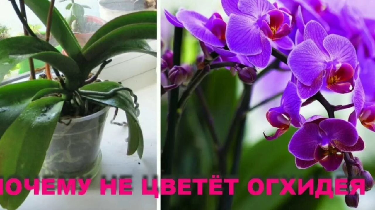 Как должна выглядеть орхидея Новое гнёздышко для ЧЁРНОЙ ПТИЧКИ!