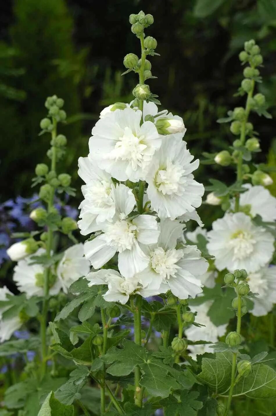 Мальва сорта. Мальва спринг селебрити. мальва – alcea. мальва – alcea rosea.