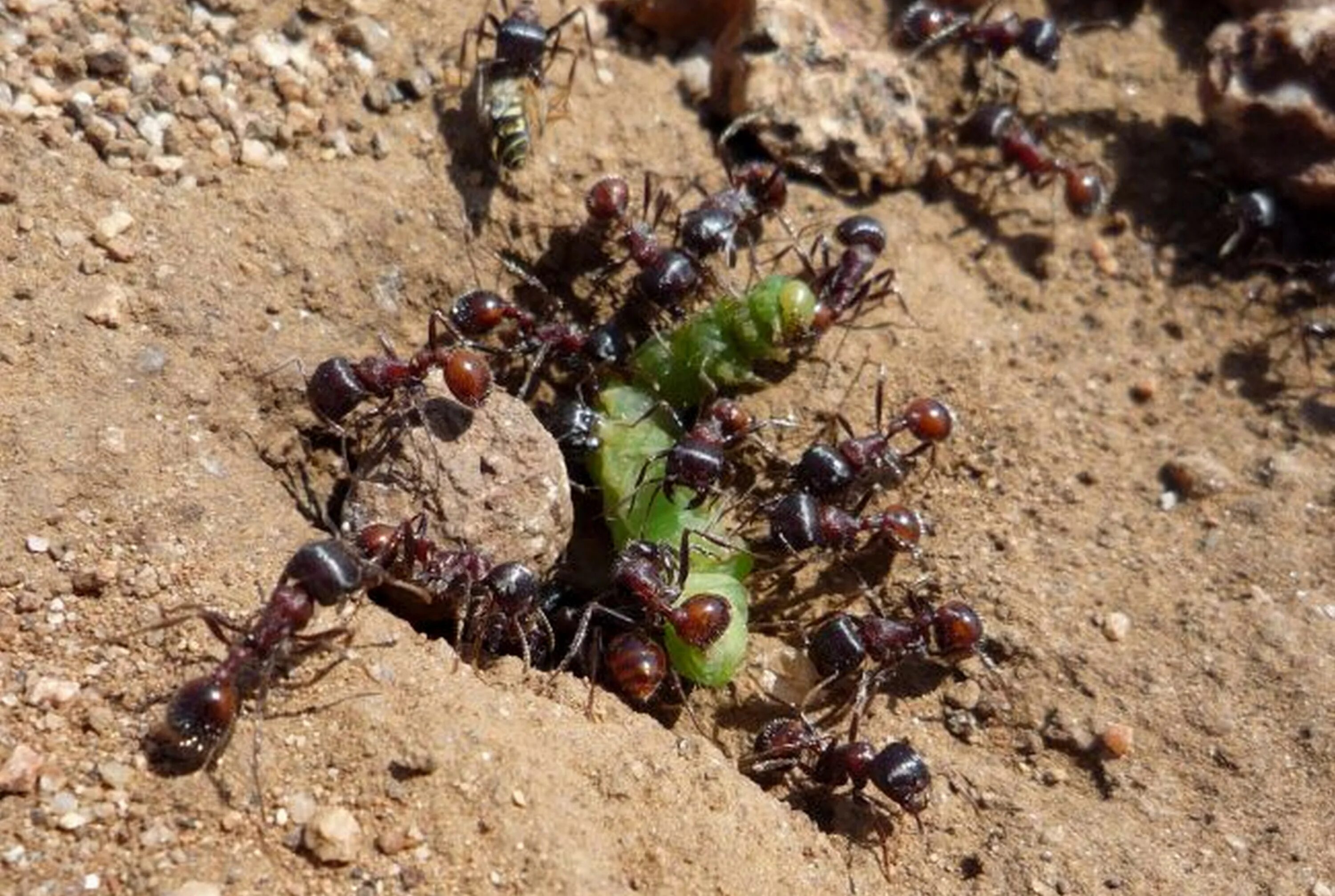 Муравей. Садовые муравьи. Муравейник на дачном участке. Муравьи на садовом участке.