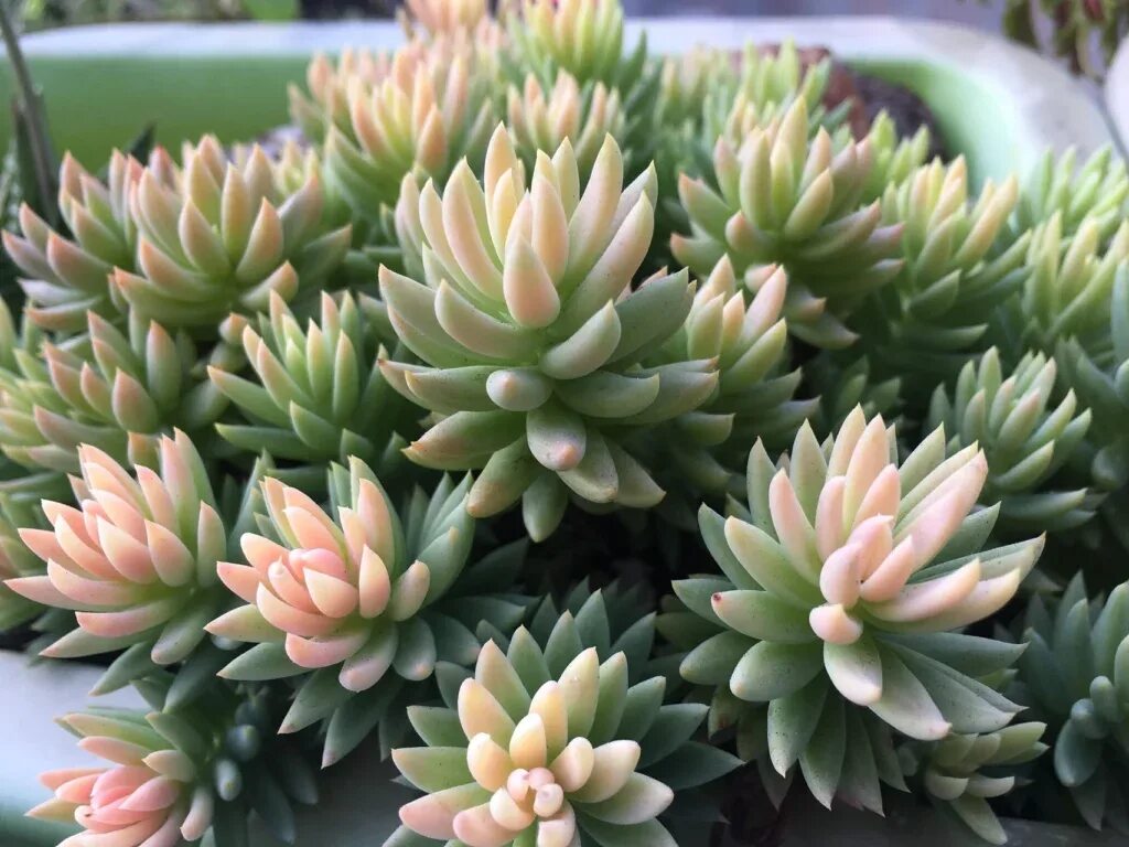 Очиток сорта и виды. Sedum adolphii (седум адольфа). суккулент седум (очиток). седум англикум. седум моргана магнум.