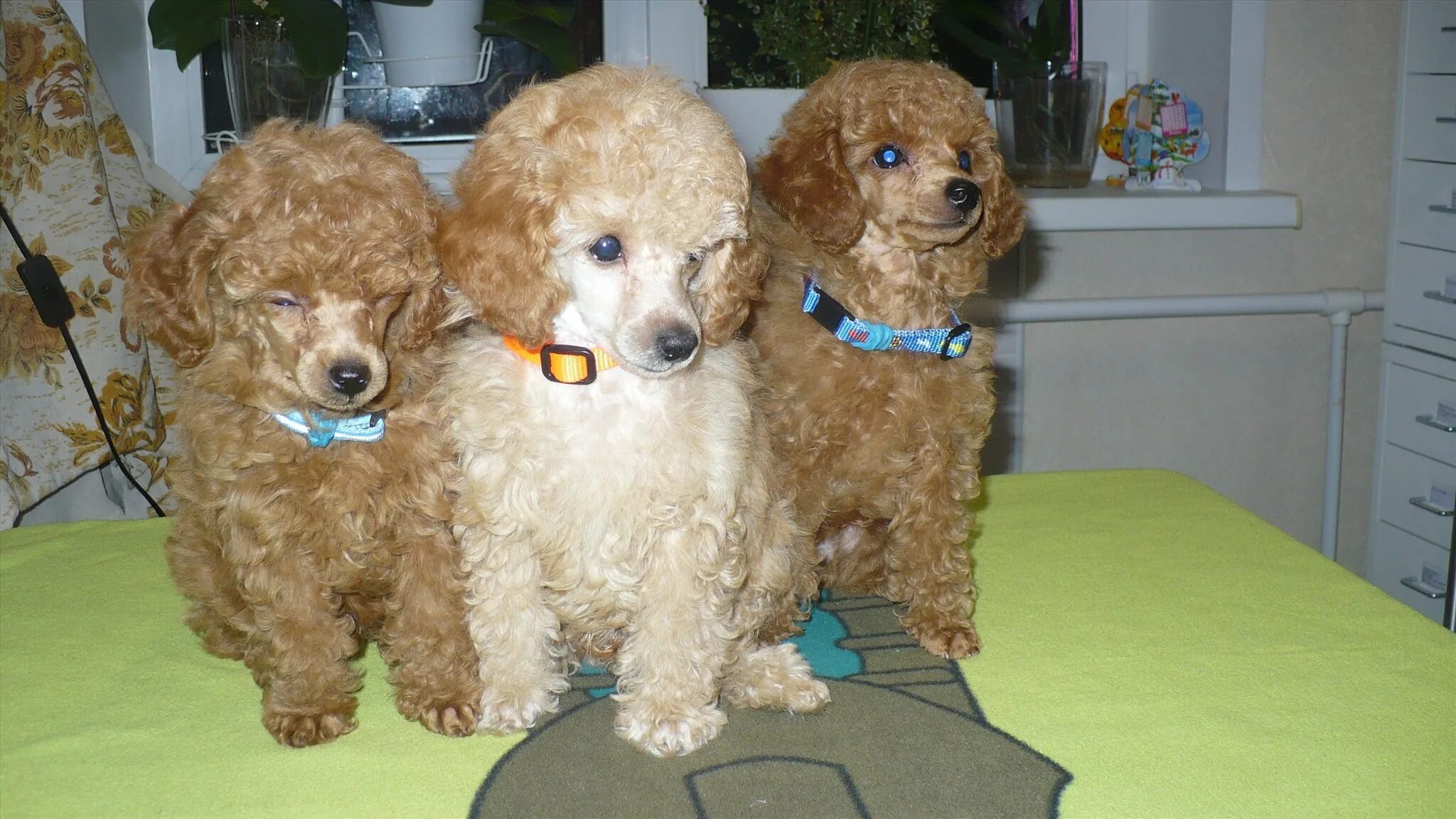 Той пудель красный. Карликовый пудель тикап. Пудель карликовый золотистый. Мини пудель москва. Супер мини карликовый пудель.