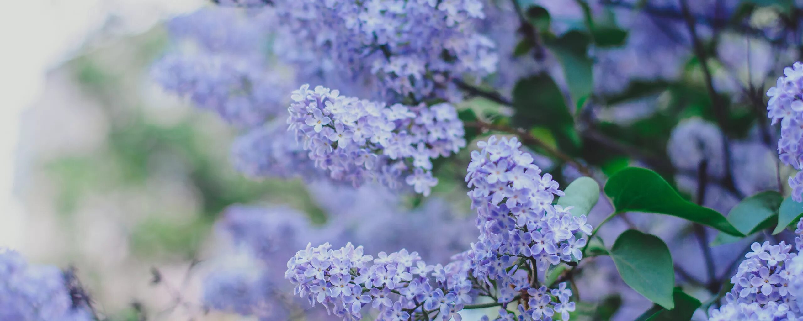 Видеть во сне сирень цветущую. Узкие обои на профиль в одноклассниках цветущая сирень. веточка сирени на прозрачном фоне png.