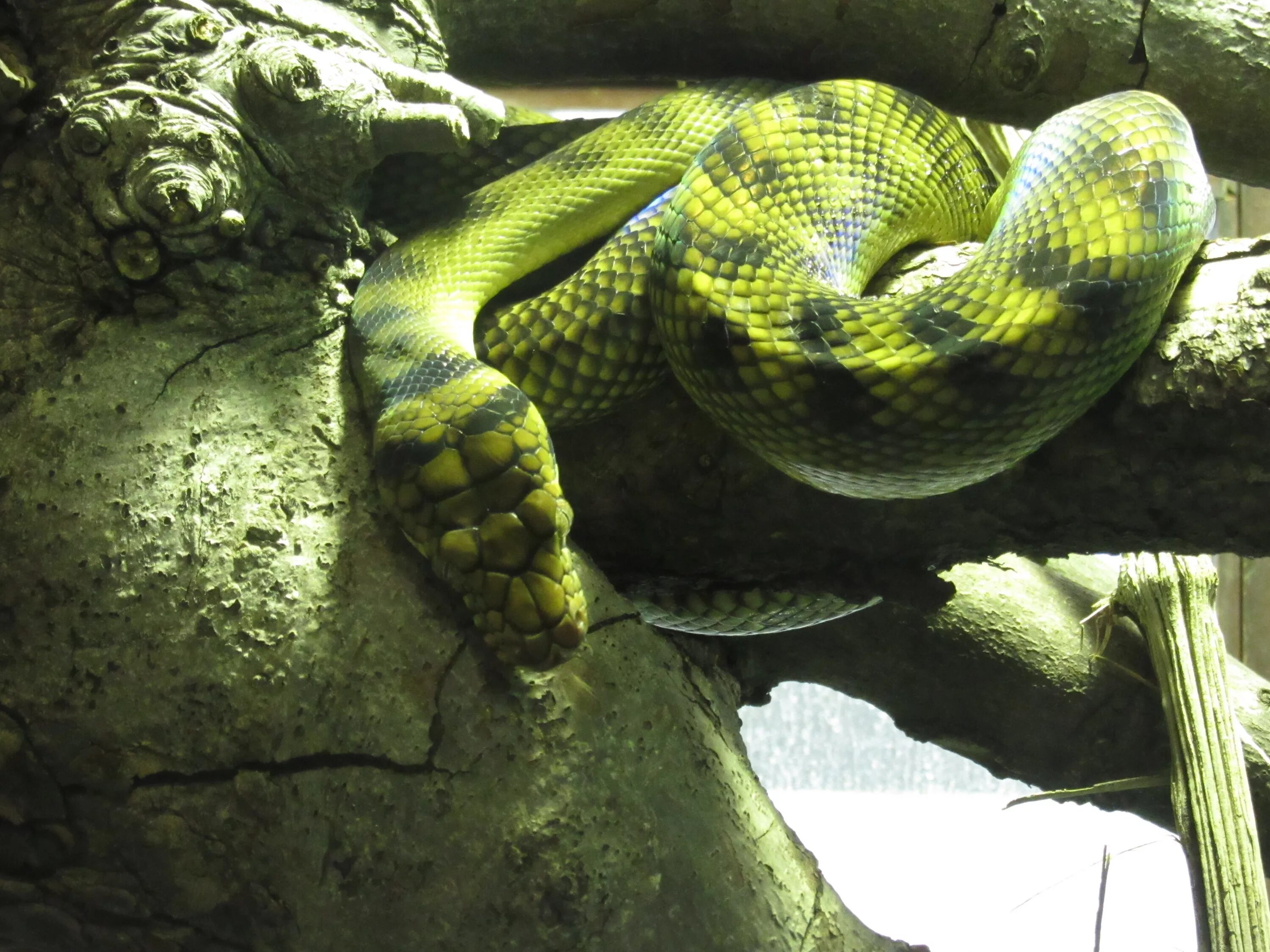 Тропическая змея 4. АТЕРИС хиспида. Красивые змеи. Тропические змеи. Экзотические змеи.