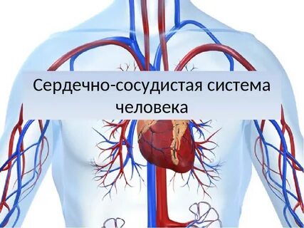 Сердечно сосудистая и нервная система