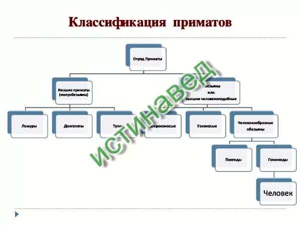 Система отряда приматов. Классификация приматов схема. классификация приматов таблица. классификация обезьян таблица. отряд приматы классификация.