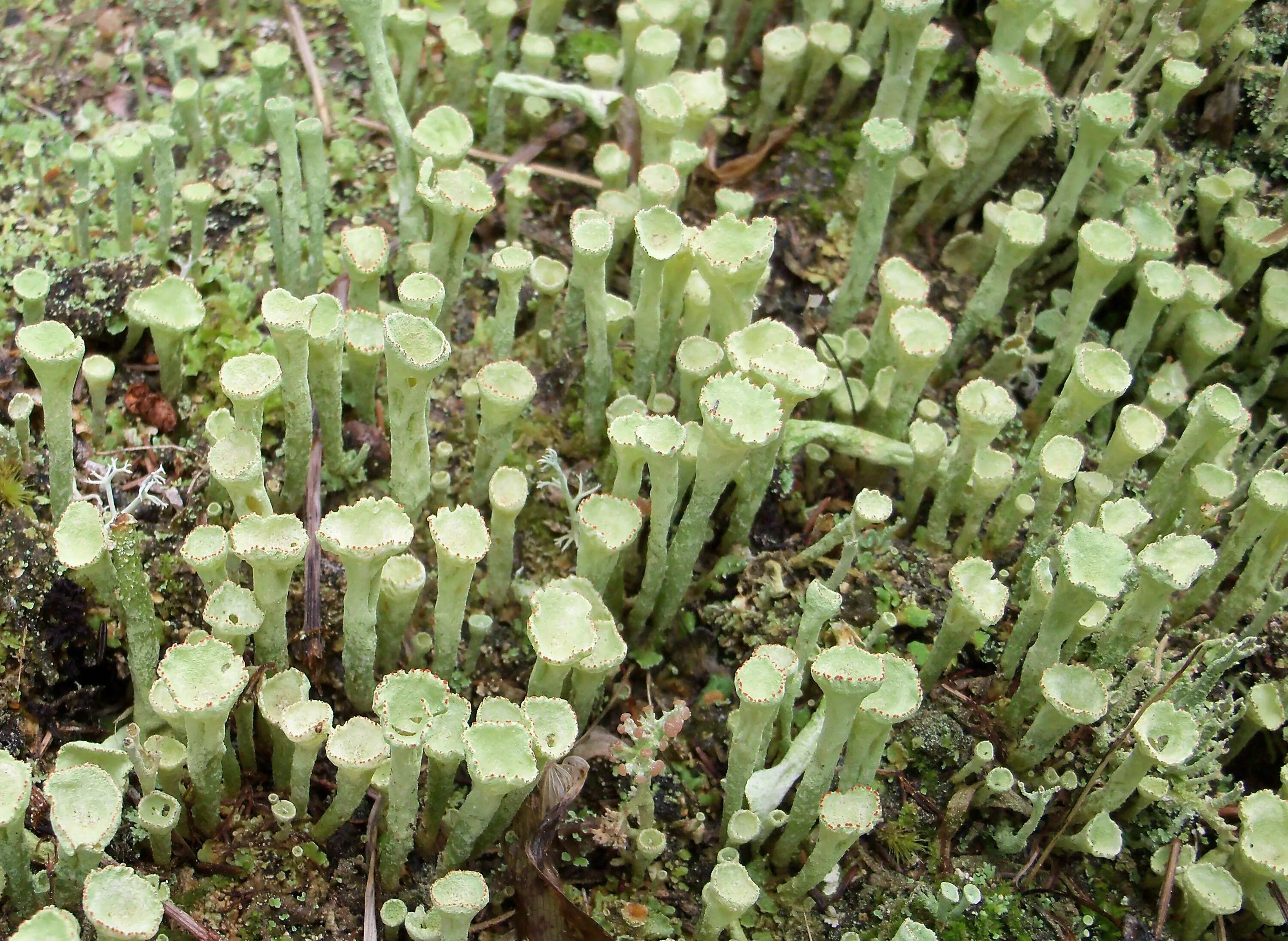 S. Кладония кубковая. Кладония бесформенная cladonia deformis. Лишайник кладония бесформенная. Кладония деформис.