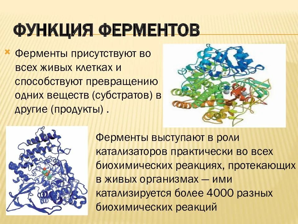 Ферментативная функция клетки