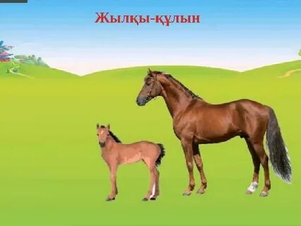 Жетілген құлынның суреті