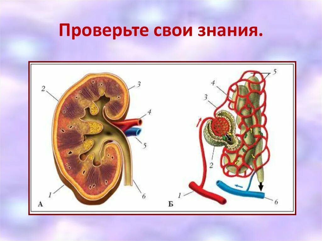 Тест по теме выделение 8