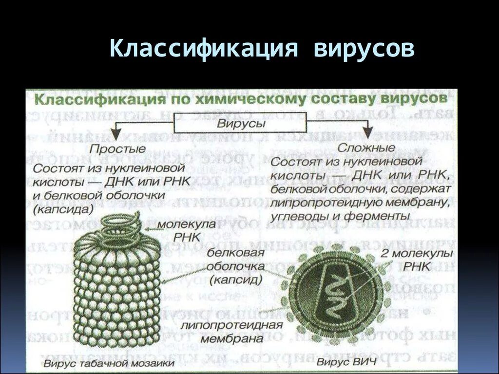 Вирусы строение значение. Строение и классификация вирусов. Классификация вирусов по строению. Классификация вирусов схема. Классификация вирусов и строение вирусов.