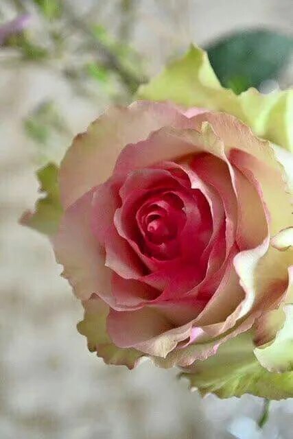 Розы зелено розовые фото Beautiful Pink and Green Roses. Green rose, Beautiful roses, Beautiful flowers