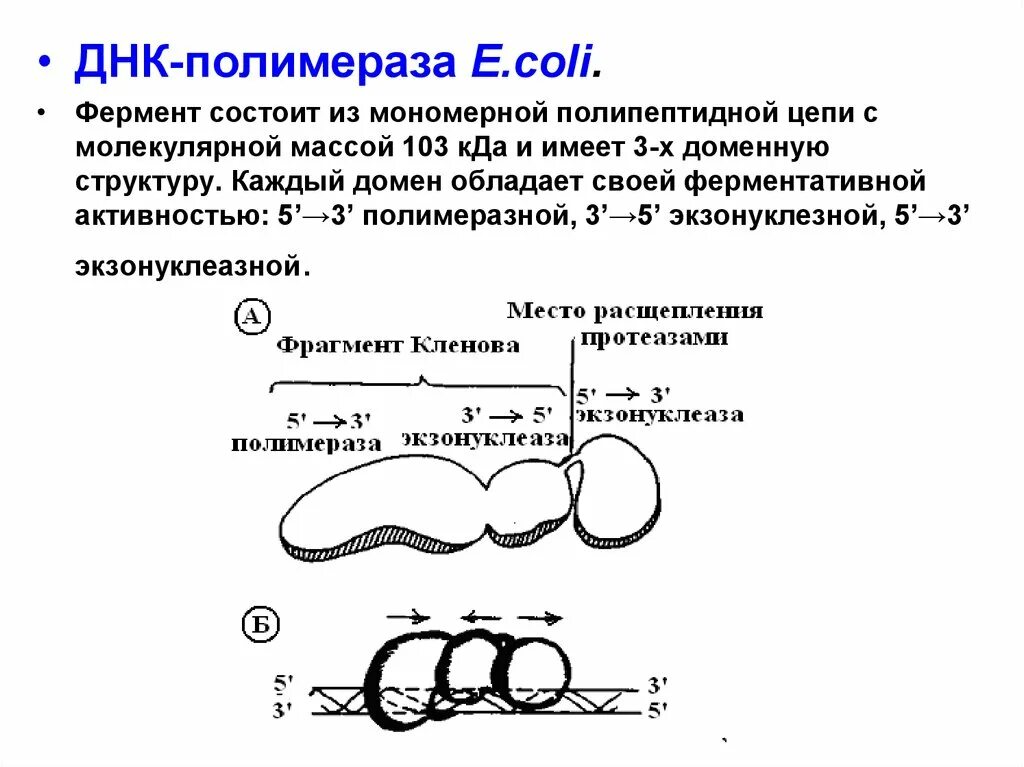 Осуществляется ферментом днк полимеразой. ДНК полимераза 3 строение. ДНК полимераза e coli. Домены ДНК полимеразы 1. Фрагмент Кленова ДНК-полимеразы i.