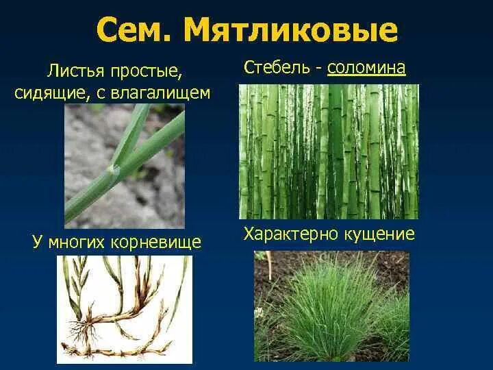 Семейство злаки стебель соломина. Стебель злаковых соломина. Строение стебля соломина. Семейство стебель соломина семейство. Стебель пшеницы соломина.