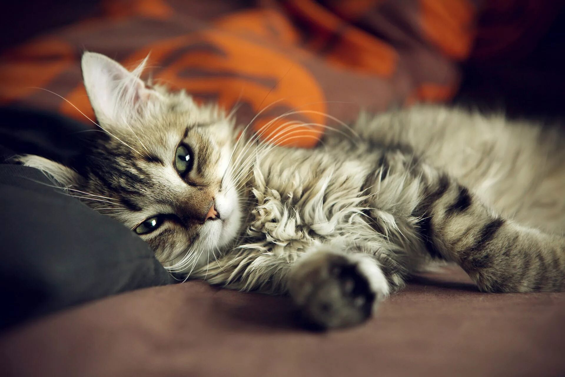 Кот на заставку. Красивые котики. милые кошечки. милый кот. милые коты.