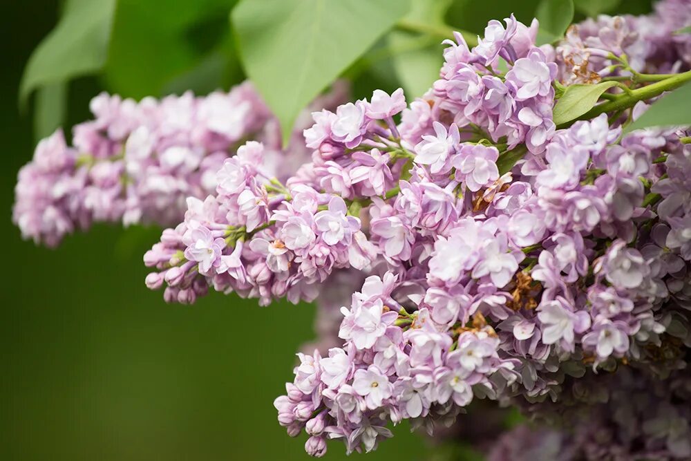 Фотосессия в цветущем саду. Сиреневый рай. Сирень леди линдсей. Сиреневый рай. Сиреневый рай липецкая область.