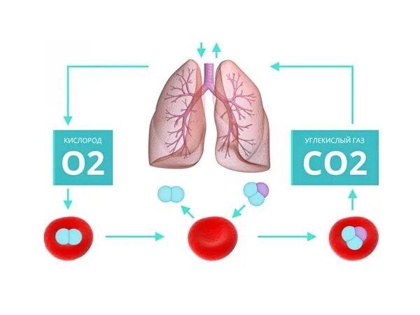 Образование углекислого газа в организме. Влияние диоксида углерода на организм. Кислород и углекислый ГАЗ. Углекислый ГАЗ В легких.