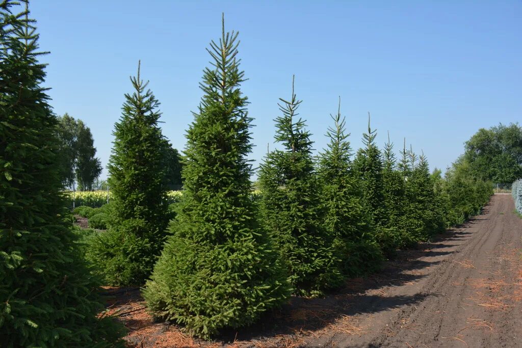 Хвойные крупномеры. Ель обыкновенная (Picea Excelsa). Пихта Сибирская крупномеры. Ель европейская Picea Abies дерево. Ель Сибирская Picea obovata.