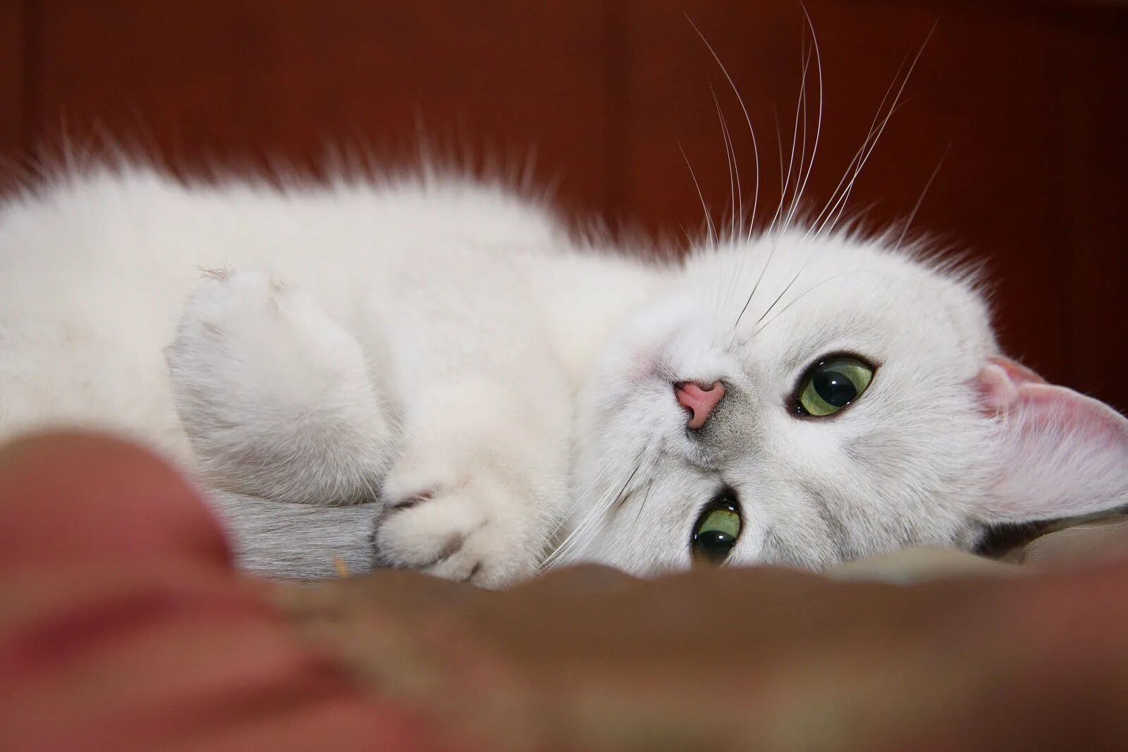 Кошка белая. Белая кошка с зелеными глазами. Нежная кошка. Красивая белая кошка.