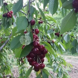 Сорт вишня краснодарская