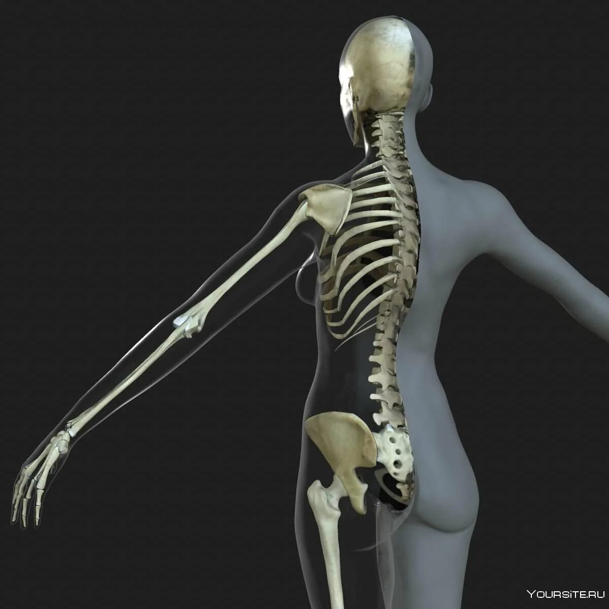 Женский скелет. Скелет человека. Женский скелет человека. Снимок скелета. Женщина с нарушением в развитии скелета