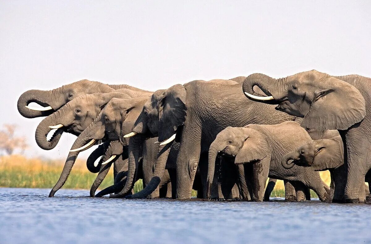 Слоны с детенышами. Побольше о слонах. Популяция слонов. Побольше о слонах. Семья слонов.