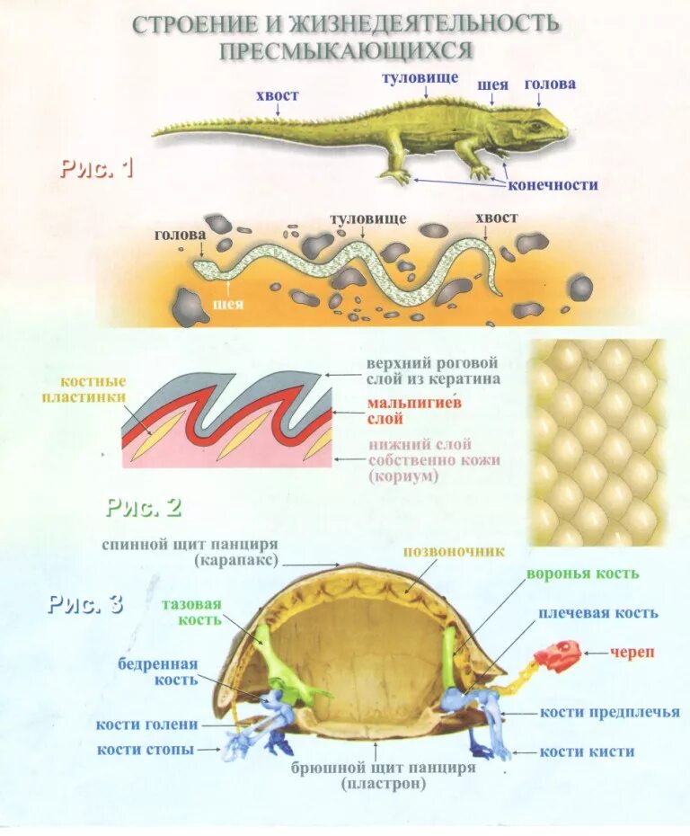 Строение кожных покровов пресмыкающиеся. Строение кожных покровов рептилий. Пресмыкающиеся 7 класс биология внешнее строение. Строение чешуи пресмыкающихся.
