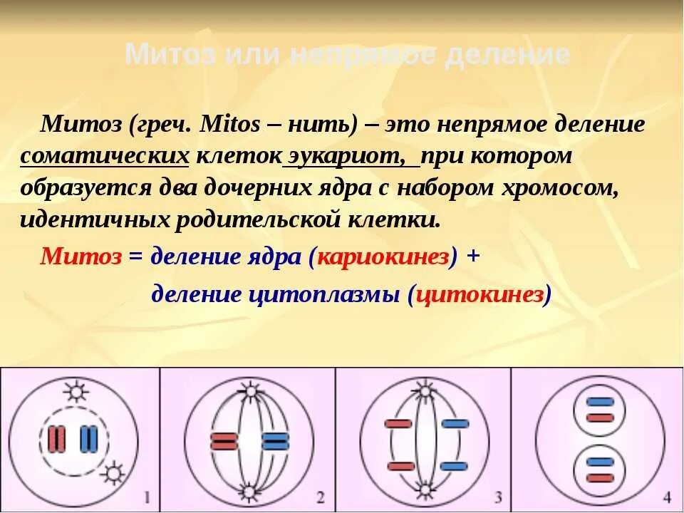 Фазы митоза 10 класс. Деление клетки митоз 10 класс. Митоз это в биологии. Деление митоза. Митоз фазы кратко