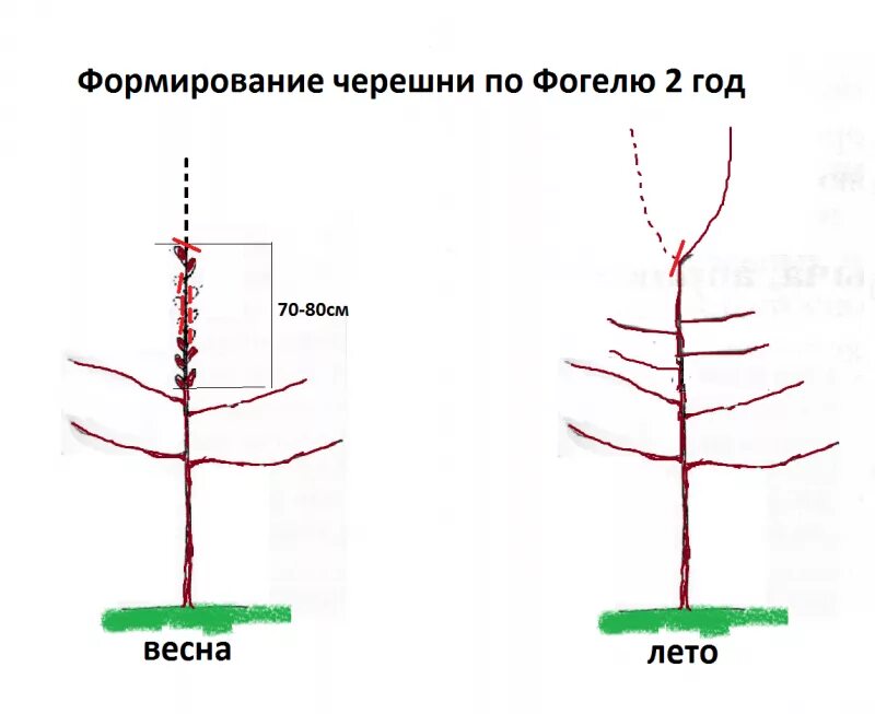 Обрезка молодой черешни весной. Формировка кроны черешни. Черешня обрезка и формирование кроны. Обрезка черешни после посадки. Обрезка саженца черешни.