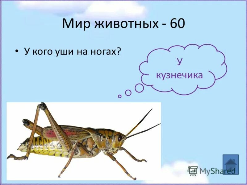 ноги кузнечика. сколько пар конечностей у кузнечика. отряд прямокрылые крылья. наружное строение кузнечика. сколько пар конечностей у кузнечика.
