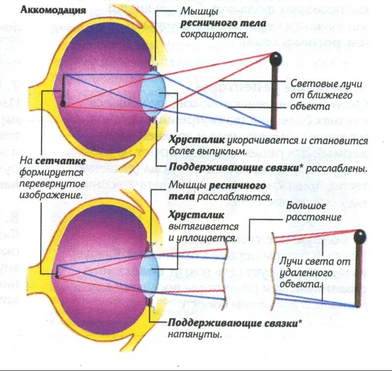 Схема аккомодации хрусталика. Аппарат аккомодации глаза схема. Механизм аккомодации глаза схема. Схема преломления лучей хрусталиком глаза.