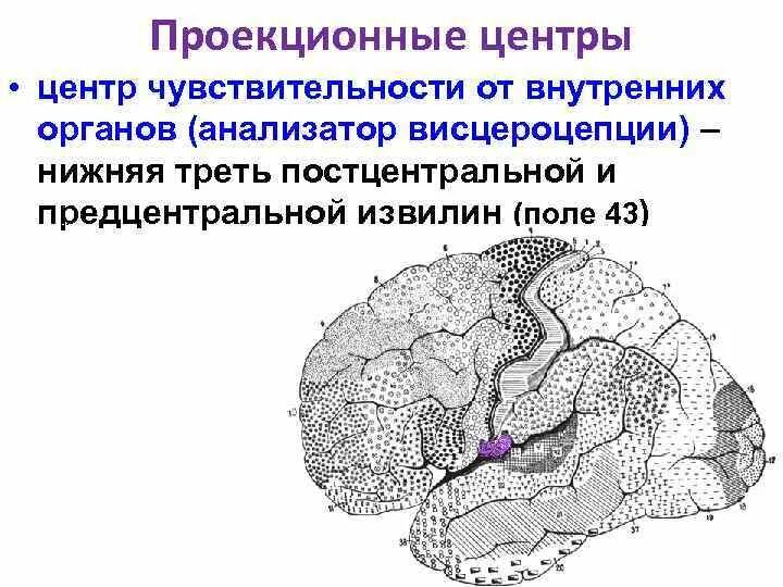 Центры анализаторов в коре головного мозга. Проекционный центр общей чувствительности. Проекционные центры. Проекционные центры чувствительности. Центр схемы тела.