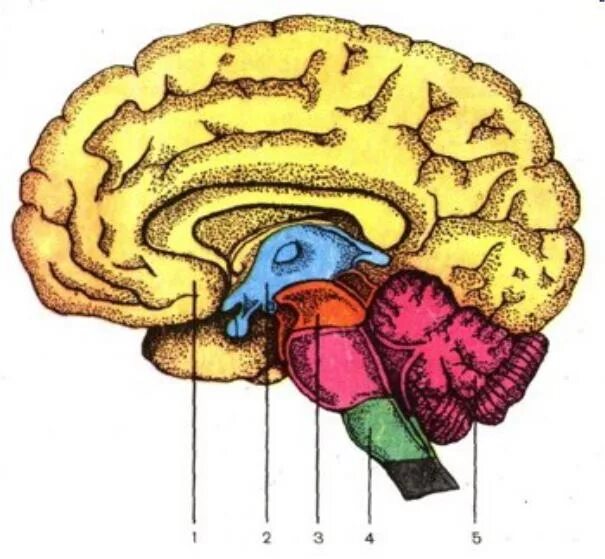 Головной мозг человека рисунок. Отделы головного мозга без подписей. Пять отделов конечного мозга.