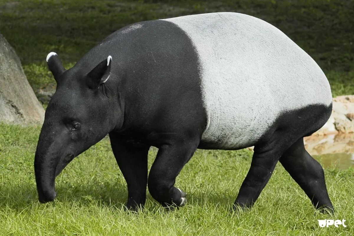 Как называется этот зверь. Лысый барсук медоед. Трубкозуб (земляной поросёнок). Сумчатый тапир. Чепрачный тапир.