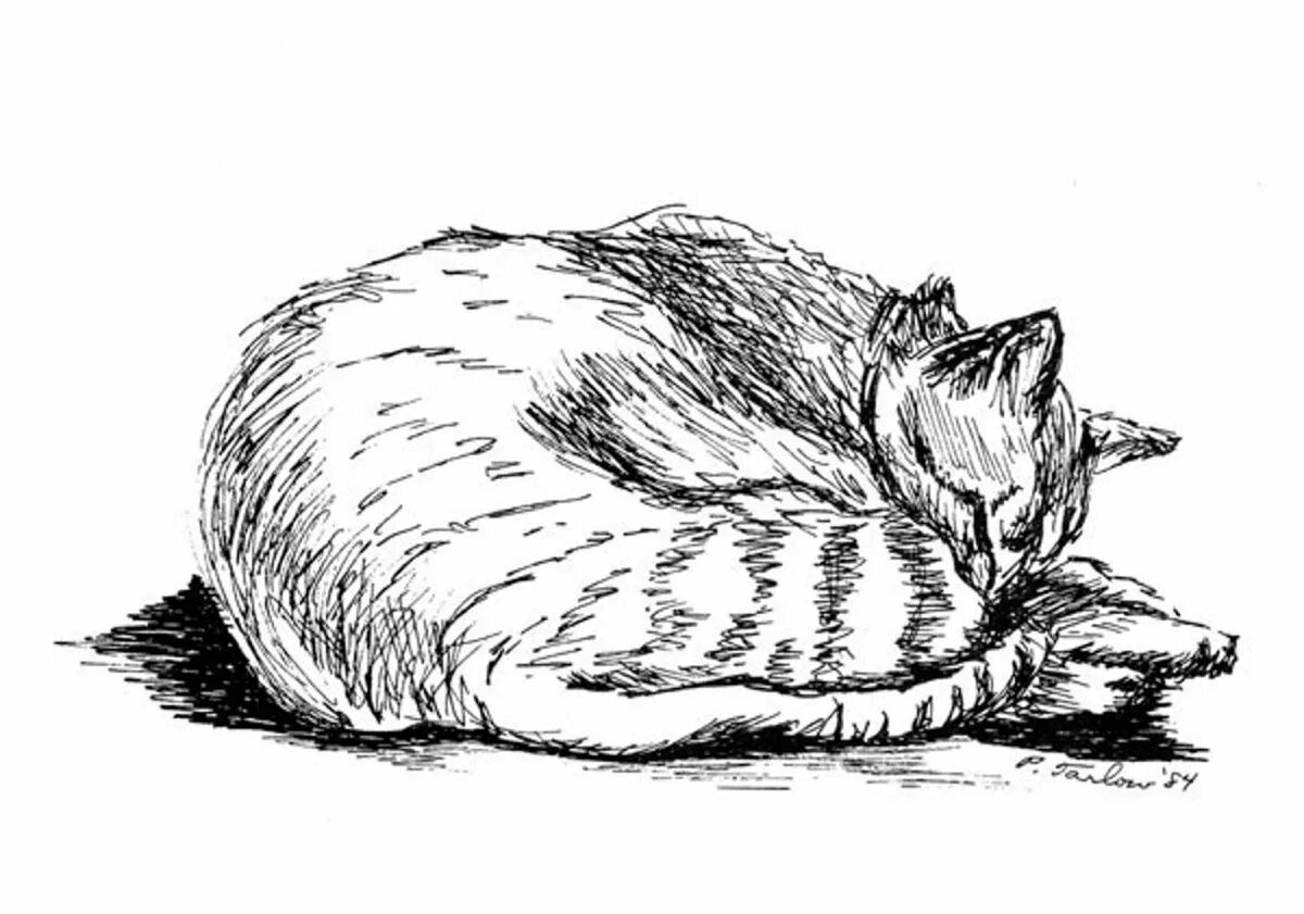 Линейный кот
