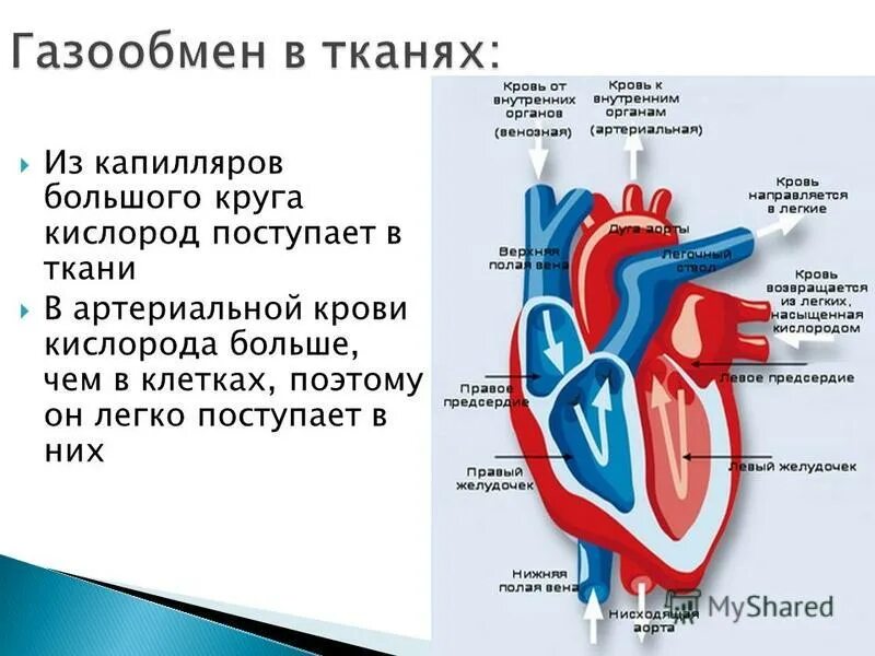 Кровь направляется к легким