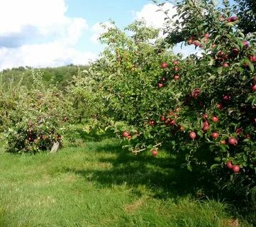 Apple farming