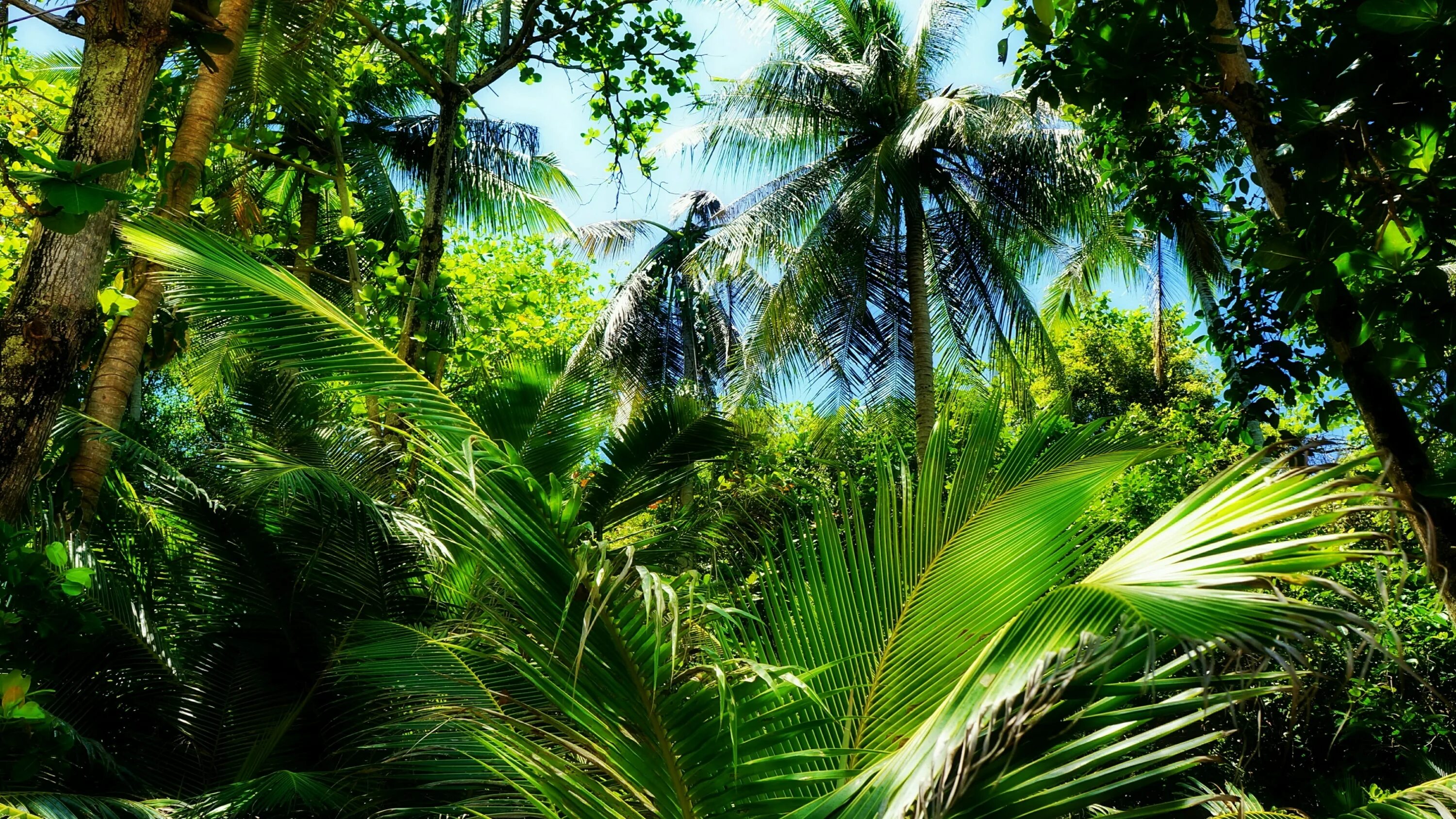 Тропический джунгли в Вьетнаме. Тропический лес. Пальмы тропического леса. Джунгли пальмы.
