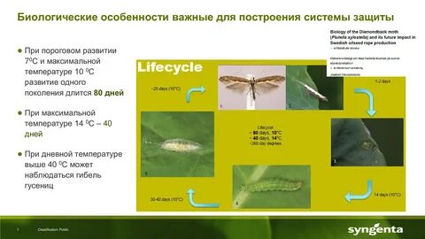 Цикл моли