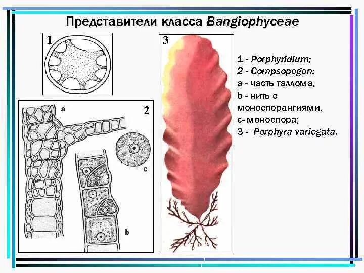 Красные водоросли клетки. Строение таллома красных водорослей. Красные водоросли порфира строение. Таллом порфиры. Строение клетки порфиры.