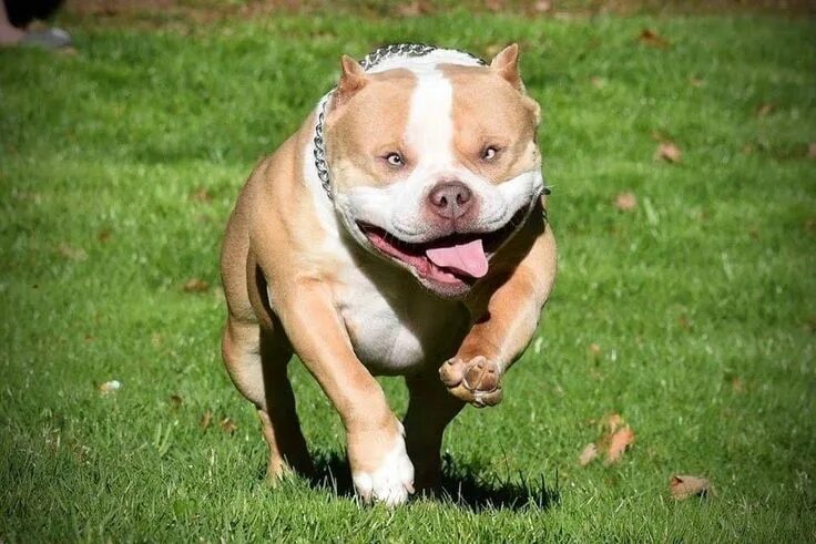 Pin on dogs Bully breeds dogs, Pitbull dog, Scary dogs