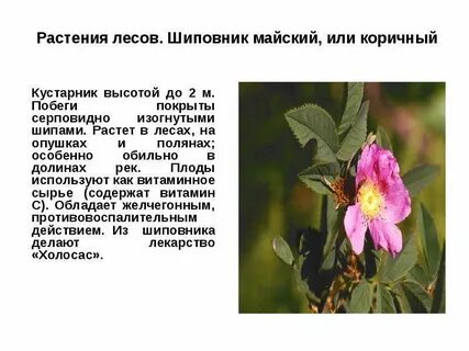 Шиповник описание