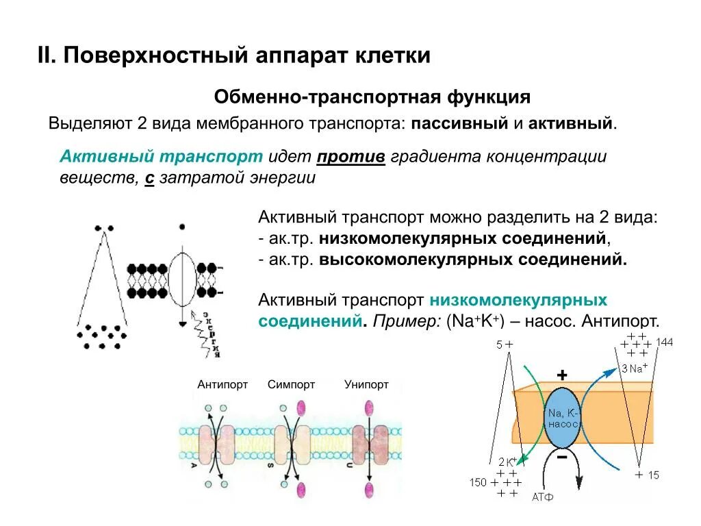 Какой вид мембранного транспорта показан на рисунке. Особенности строения поверхностного аппарата клетки. Поверхностный аппарат клетки биологическая мембрана. 9. Строение и функции поверхностного аппарата клетки.. Опорный аппарат клетки строение и функции.