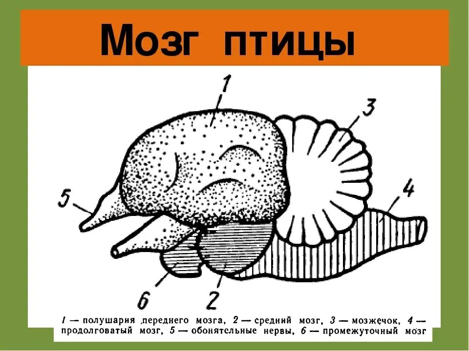 У куриц есть мозг. Строение головного мозга птицы 7 класс биология. Схема строения головного мозга птицы. Отделы головного мозга у птиц схема. Головной мозг птицы мозжечок.