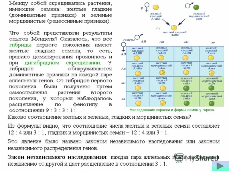 Соотношение расщепления во втором поколении. Дигибридное скрещивание. Скрещивание по 2 признакам. При дигибридном скрещивании. Скрещивание по двум параметрам.