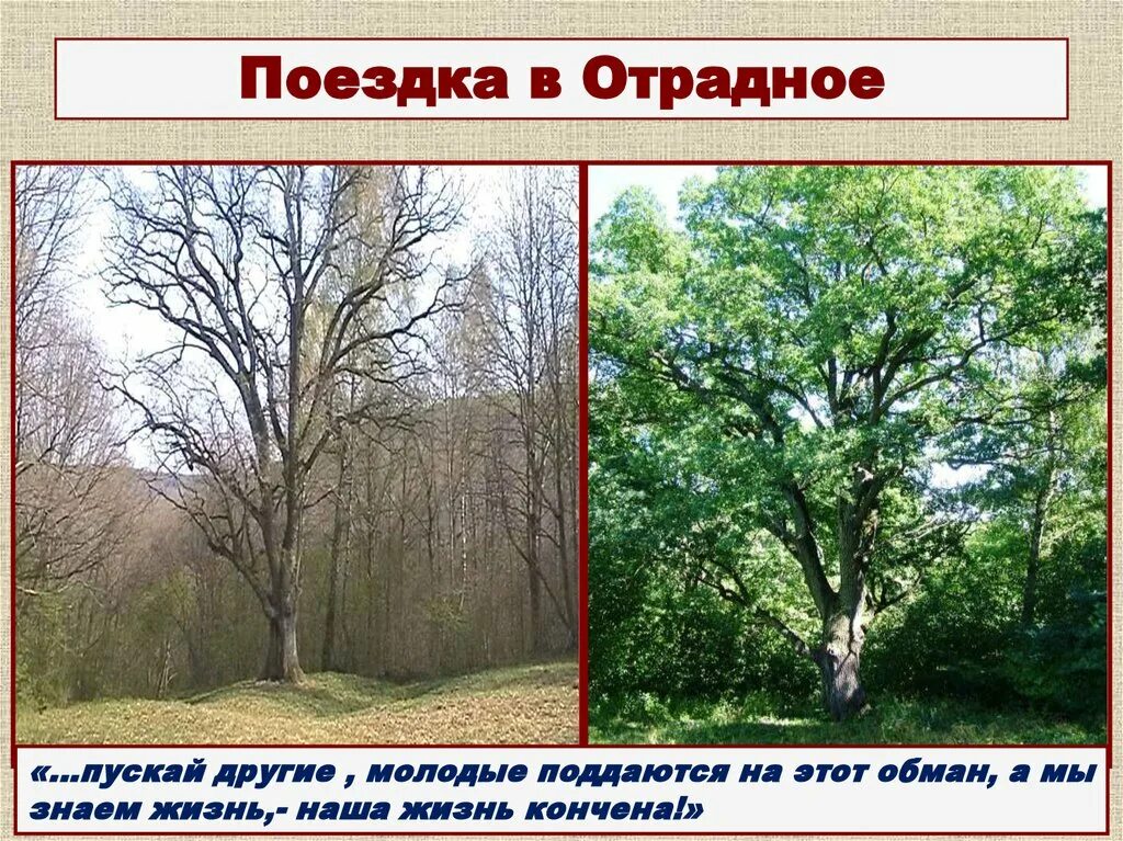 Дуб в красногорске 700 лет. Дуб черешчатый в екатерининском парке. Коломенское дубы. Дуб черешчатый (quercus robur). Поездка андрея болконского в отрадное.